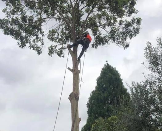 Skylight Tree Services