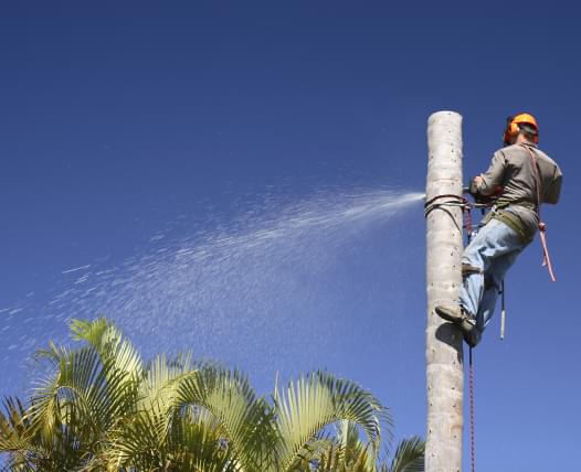 Skylight Tree Services