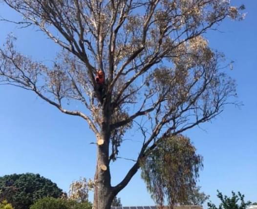 Skylight Tree Services