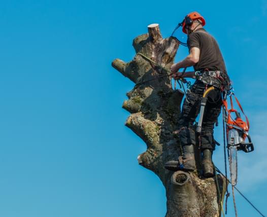Skylight Tree Services